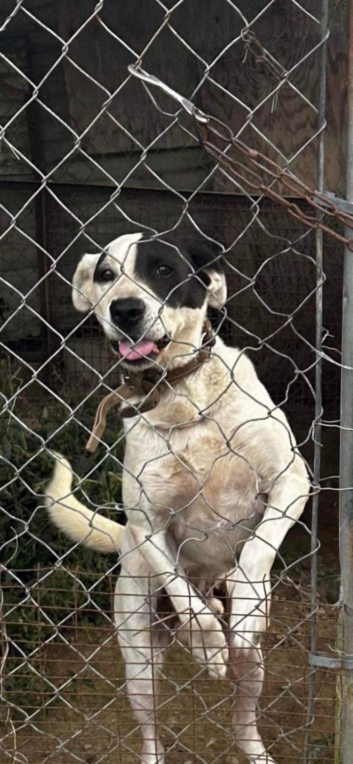 adoptable Dog in Morgantown, IN named BRIAN