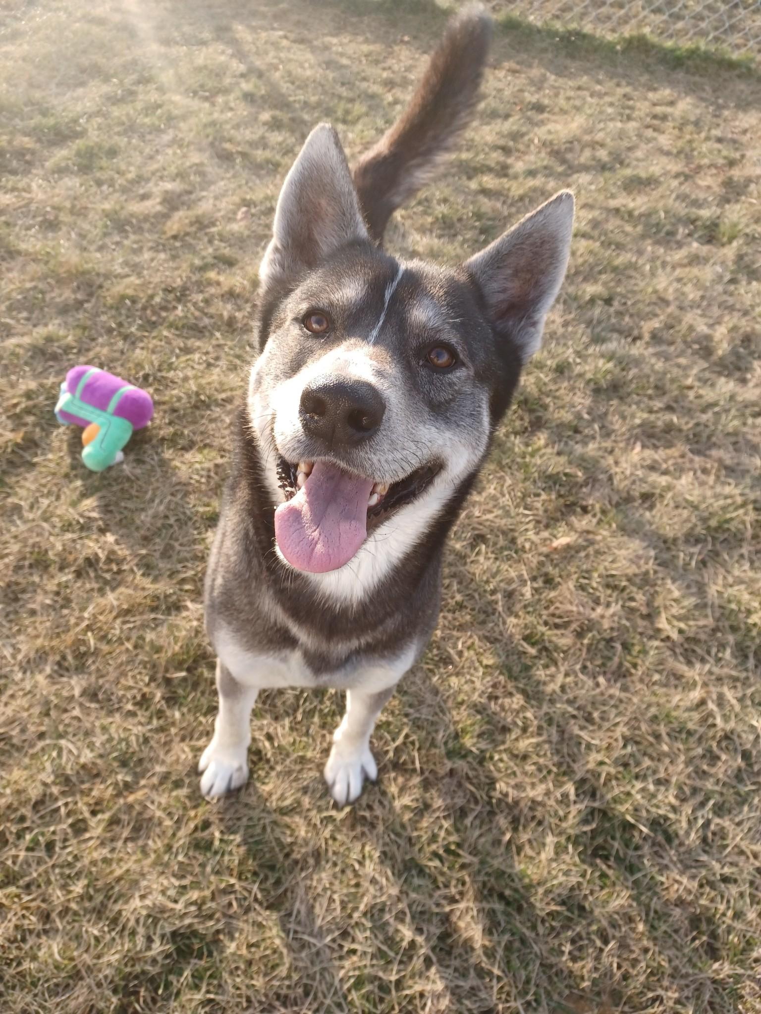adoptable Dog in Morgantown, IN named DUALLY