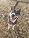 adoptable Dog in  named DUALLY