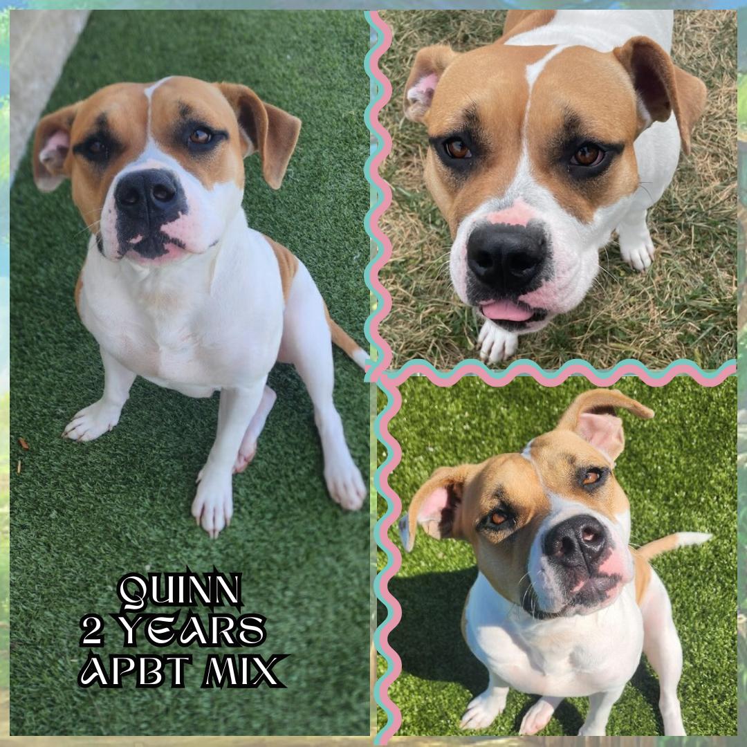 adoptable Dog in Morgantown, IN named QUINN