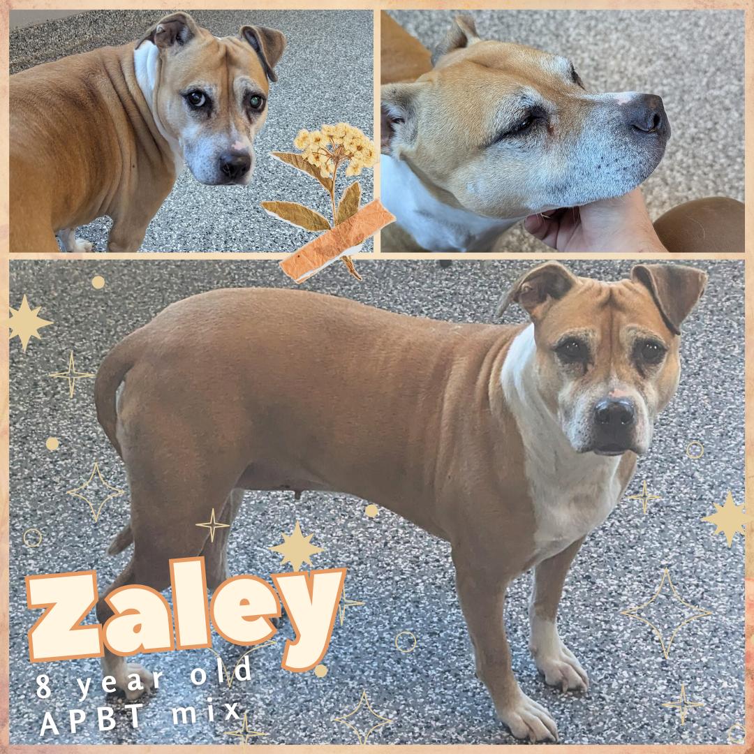 adoptable Dog in Morgantown, IN named ZALEY