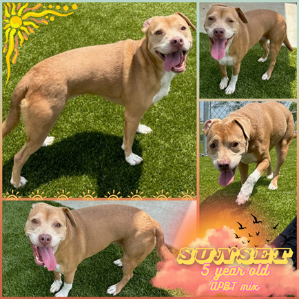 adoptable Dog in Morgantown, IN named SUNSET