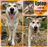 adoptable Dog in  named UPTON