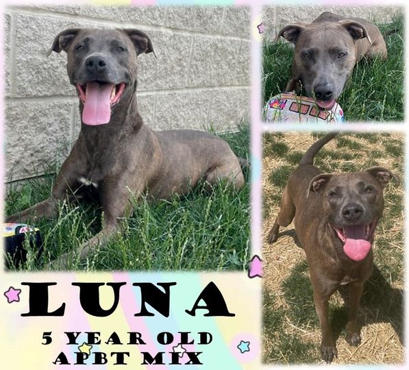 adoptable Dog in Morgantown, IN named LUNA