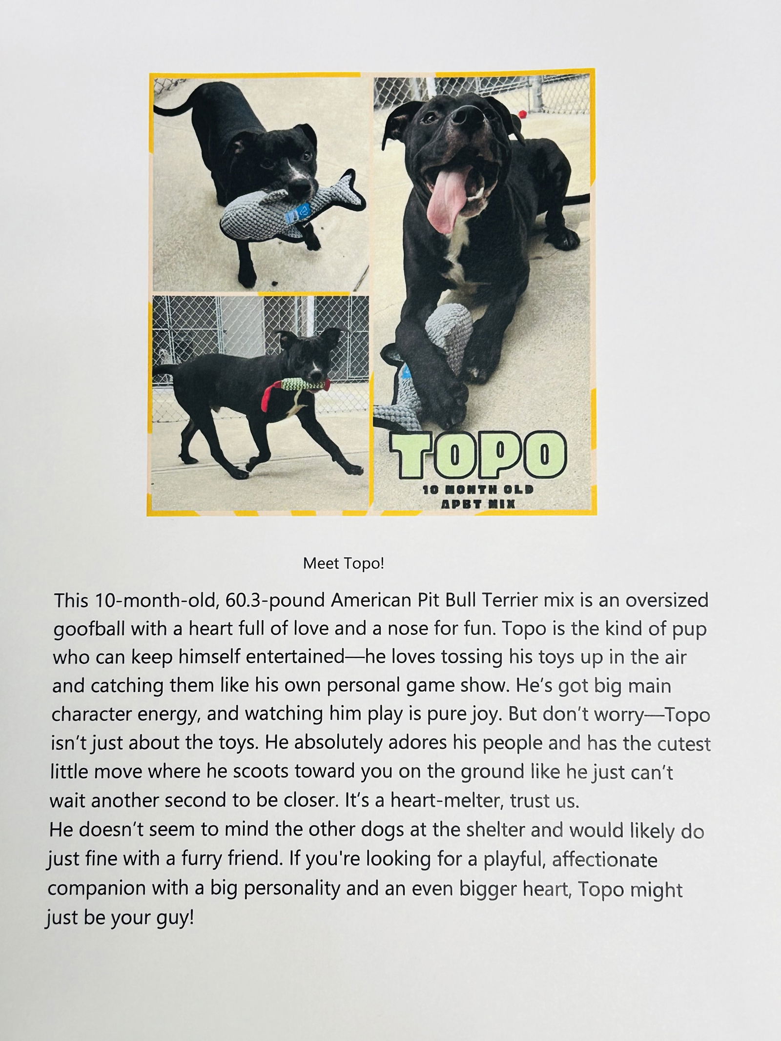 adoptable Dog in Morgantown, IN named TOPO