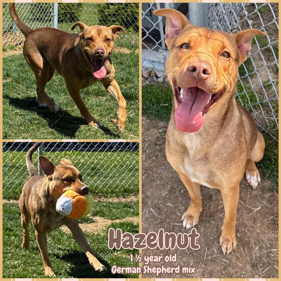 adoptable Dog in Morgantown, IN named HAZELNUT