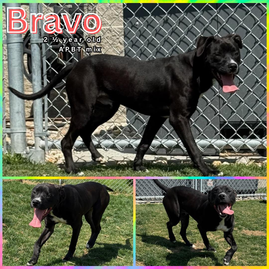adoptable Dog in Morgantown, IN named BRAVO