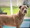 adoptable Dog in  named ROME - courtesy post
