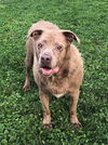 adoptable Dog in  named ROME