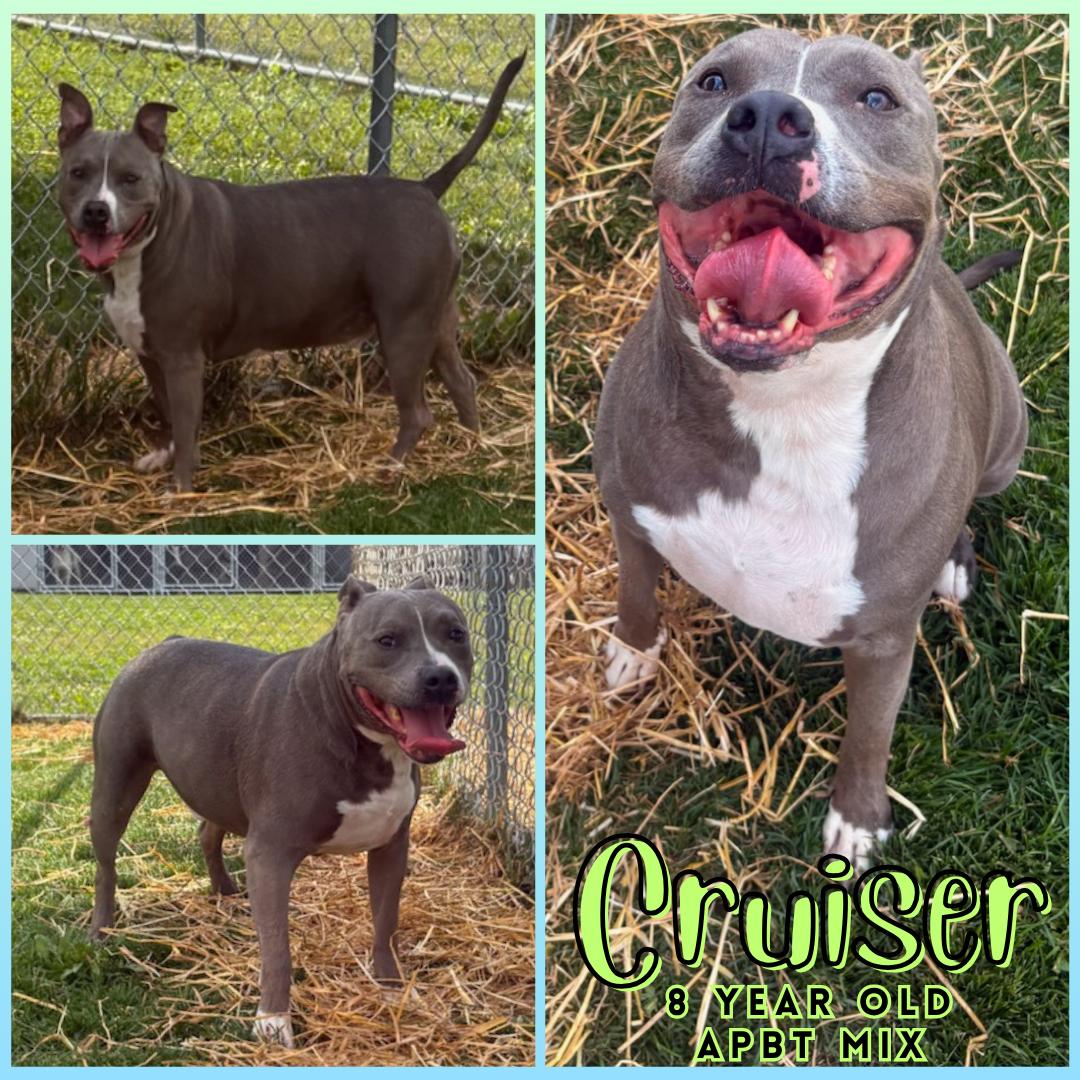 CRUISER Image