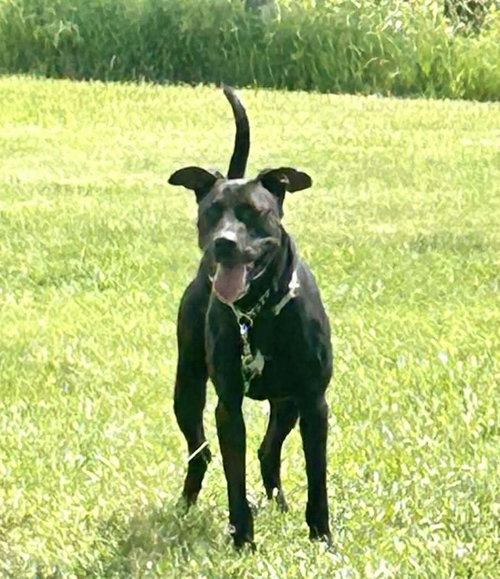 BUNDY - SOS RESCUE - Great Dane available for adoption