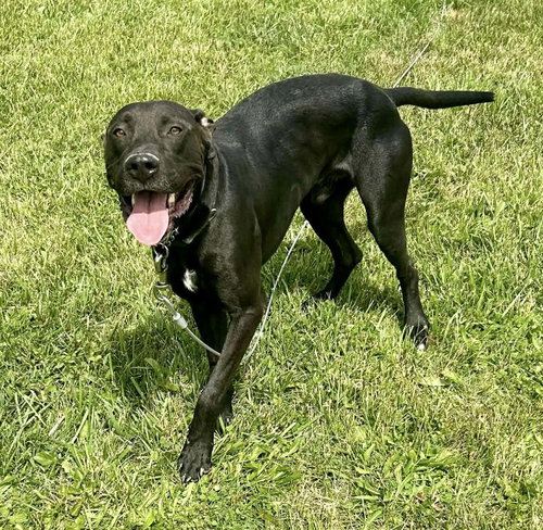BUNDY- ADOPTED !