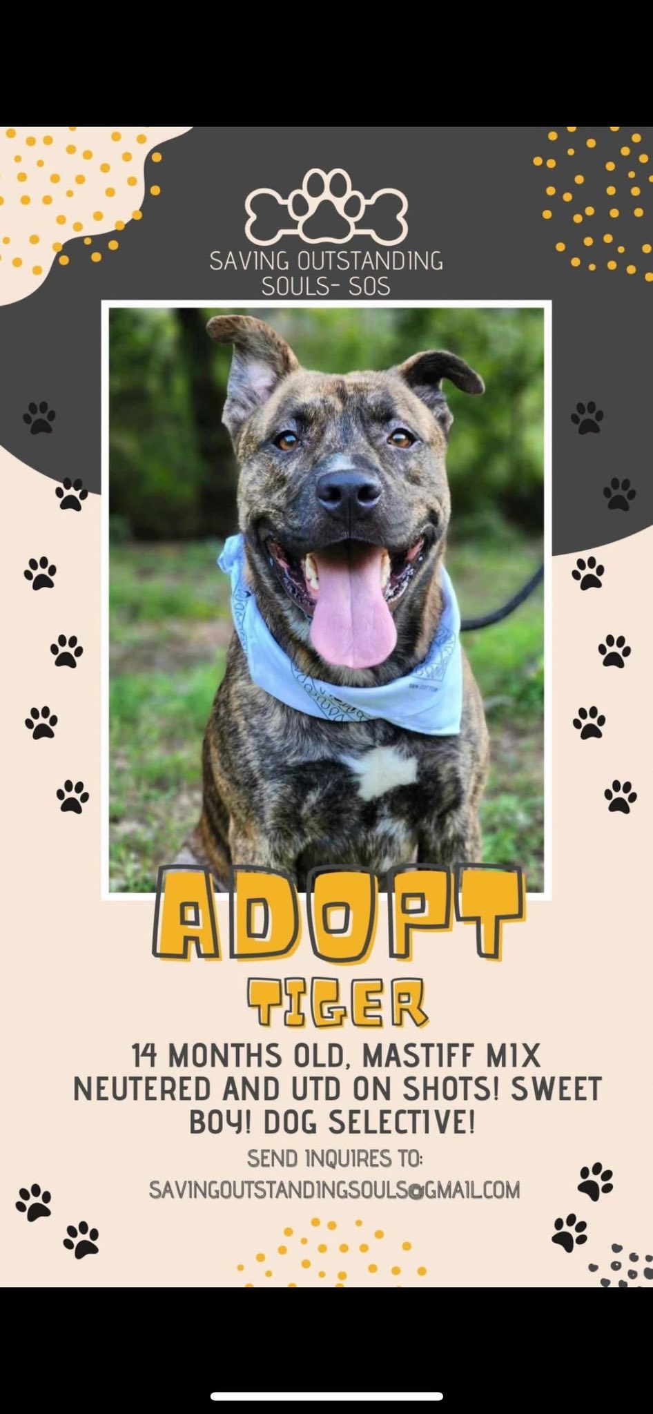 TIGER - SOS RESCUE Image