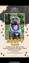 TIGER - SOS RESCUE - Photo 1