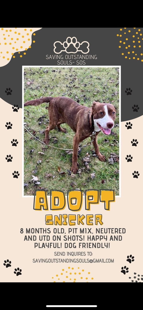 SNICKER - SOS RESCUE - American Pit Bull Terrier available for adoption