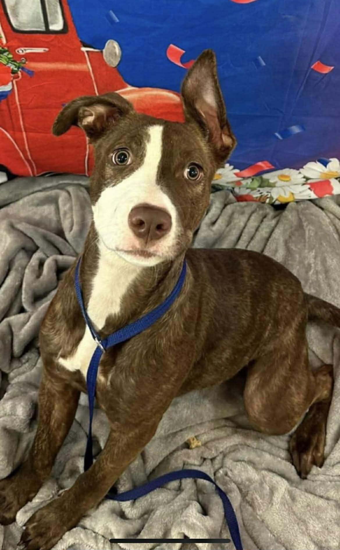 SNICKER - SOS RESCUE Image