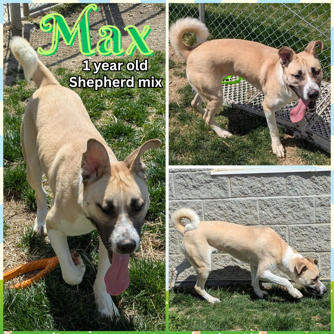 MAX Image