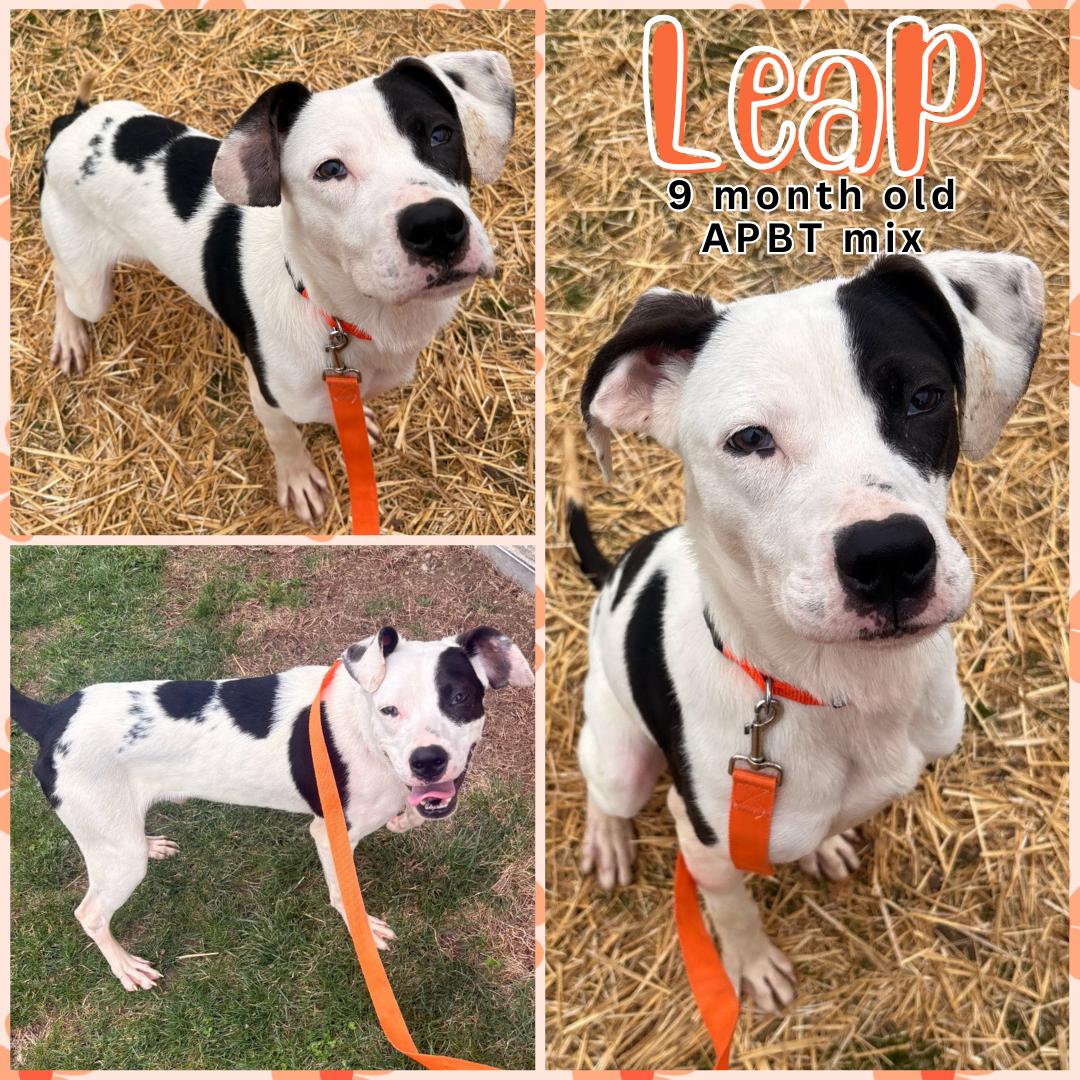 LEAP Image