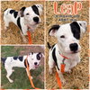 LEAP - Photo 1