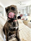 POPPY - Photo 1