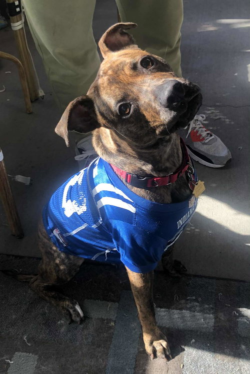 POPPY - Terrier available for adoption