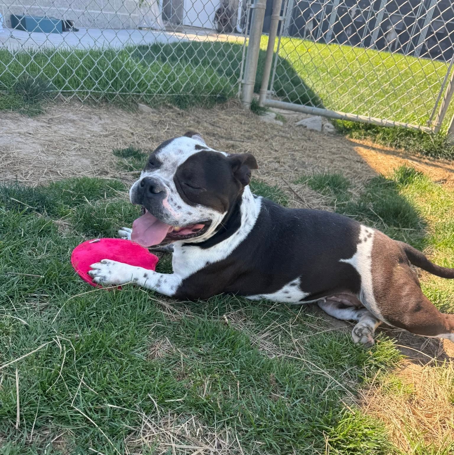 Katrina, American Staffordshire Terrier