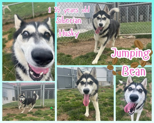 JUMPING BEAN