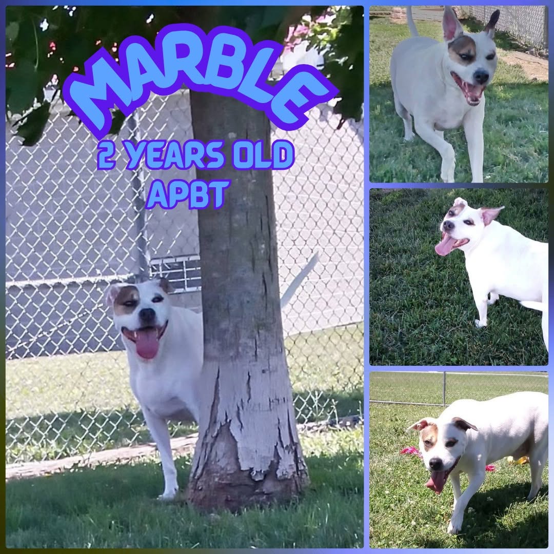 Marble, American Pit Bull Terrier