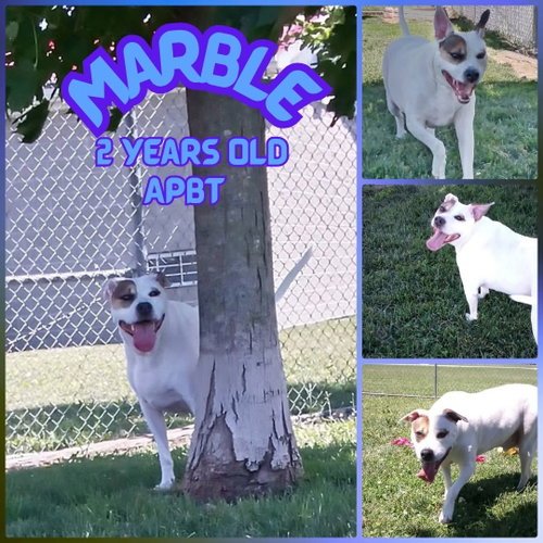MARBLE, an adoptable Unknown breed in Morgantown, IN