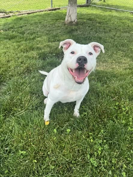 ELECTRA, an adoptable Unknown breed in Morgantown, IN
