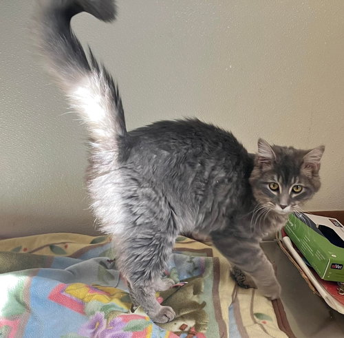 Whiskey - Long Hair Gray Cat - Foster Care, an adoptable Domestic Long Hair in Mitchell, SD