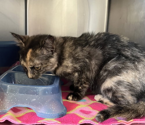 Tulip - Tortie Kitten - Foster Care, an adoptable Tortoiseshell in Mitchell, SD