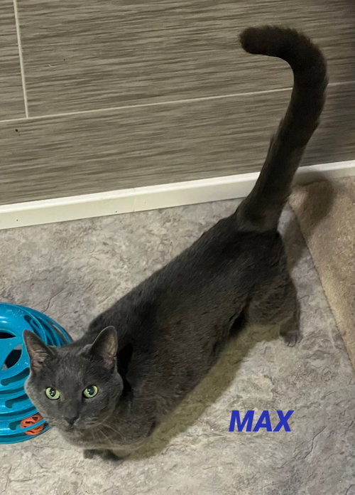 Max - Foster Care, an adoptable Russian Blue in Mitchell, SD