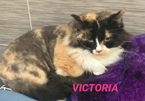 Victoria - Foster Care, an adoptable Calico in Mitchell, SD