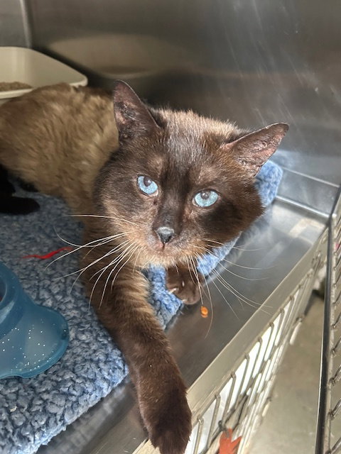 Snickers - Brown/Tan Cat with Blue Eyes - #20, an adoptable Domestic Long Hair in Mitchell, SD