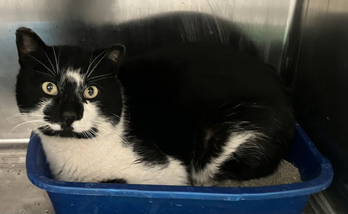 Nelson - Black & White - #23, an adoptable Domestic Short Hair in Mitchell, SD