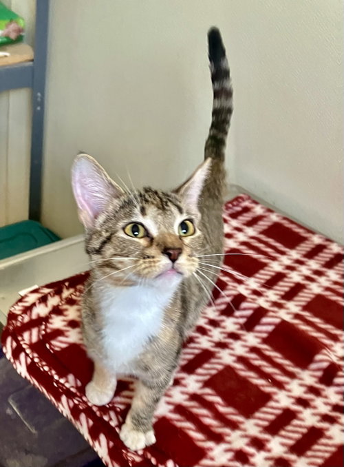 Piper - Calico Kitten - Foster Care, an adoptable Calico in Mitchell, SD