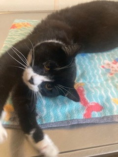 Roman - Black & White Cat - Foster Care