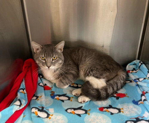Simon - Gray & White Tabby - #19