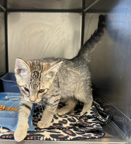 Astro - Brown & Gray Kitten - #17