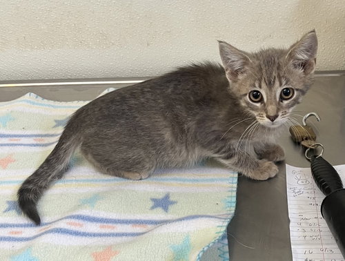 Marco & Polo - Gray Kittens - #18