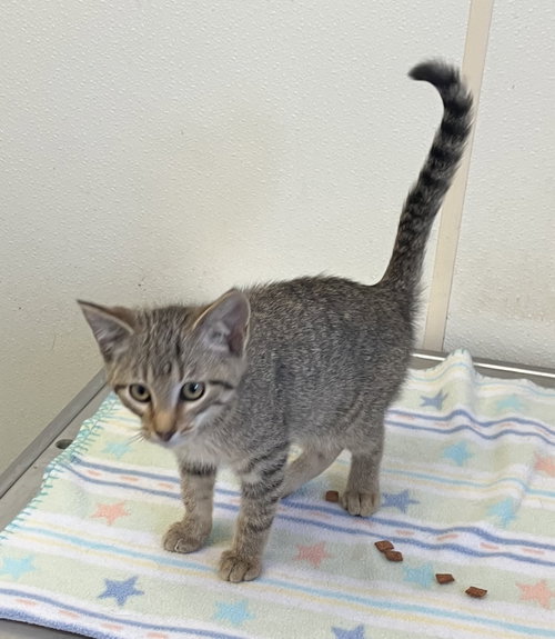 Nemo & Dory - 2 Gray Kittens - #20