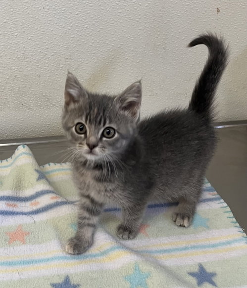 Asher - Gray Kitten - #16