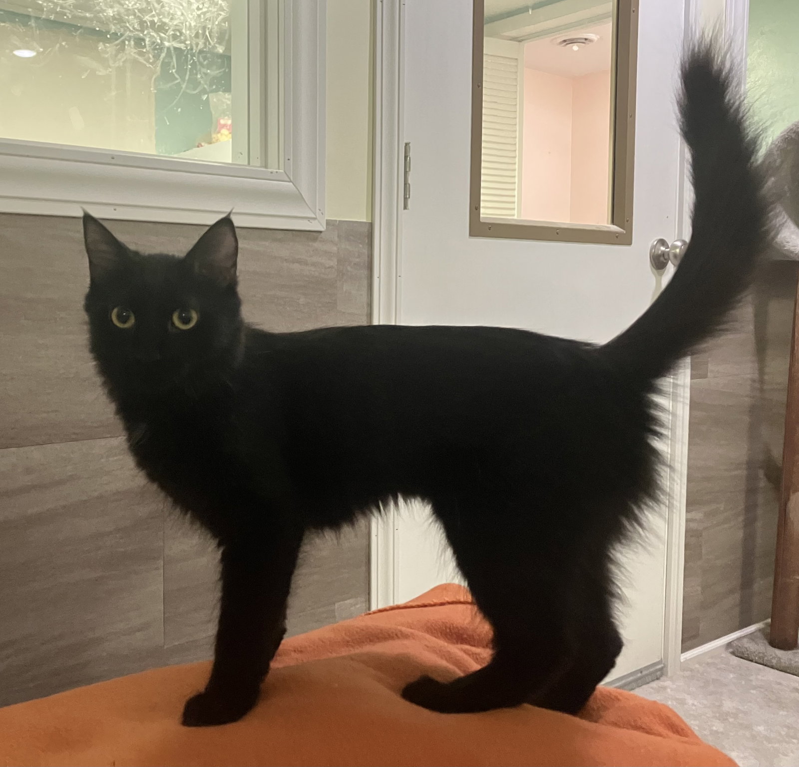 Sable - Foster Care, Domestic Long Hair