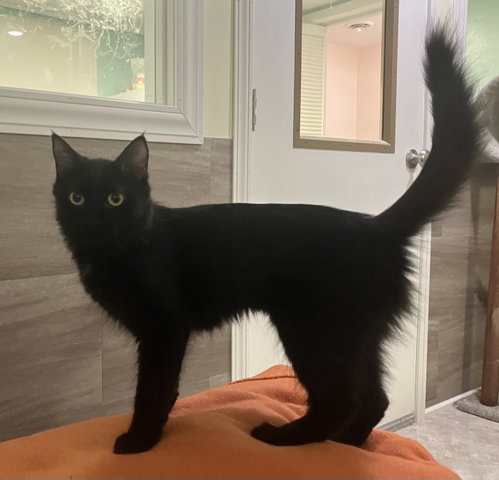 Sable in foster care, an adoptable Domestic Long Hair in Mitchell, SD