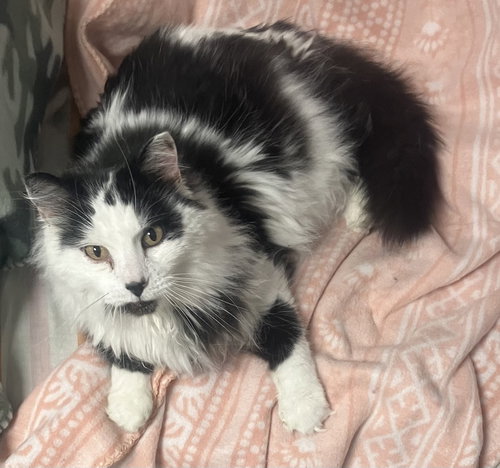Mr Kitty now in foster care, an adoptable Domestic Long Hair in Mitchell, SD