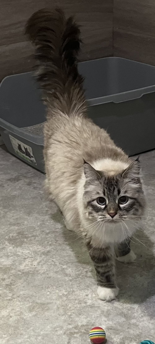Uli now in foster care, an adoptable Siberian in Mitchell, SD