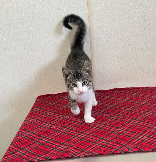 Jax - Gray & White Tabby Kitten - #15