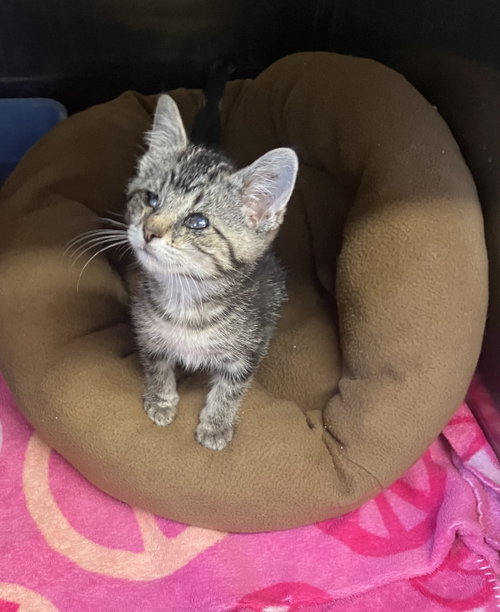 Skittles - Black/Brown Tabby Kitten - Foster Care, a cat for adoption from Mitchell Animal Rescue