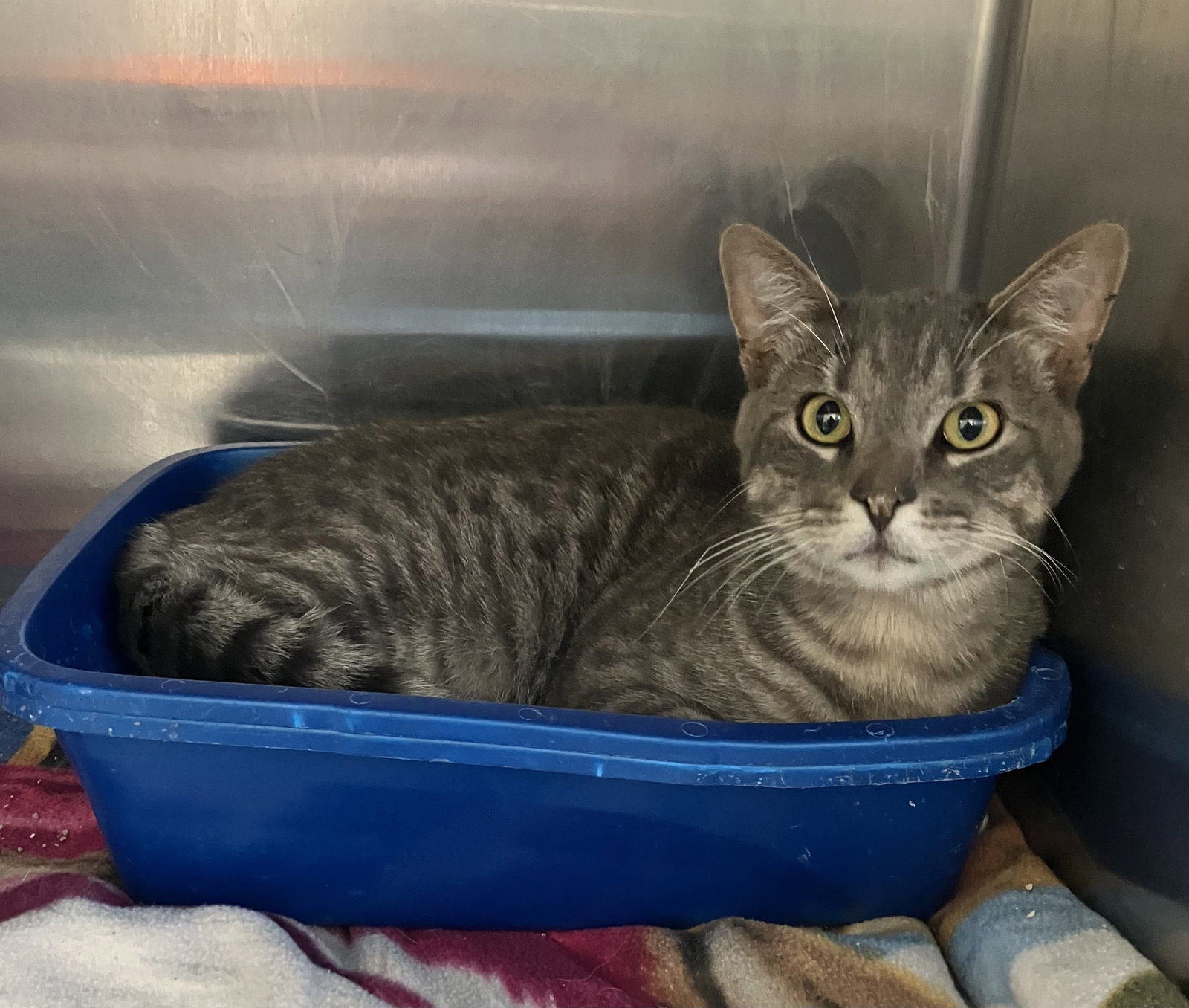 Theo - Friendly Gray Tabby - Foster Care, Domestic Short Hair